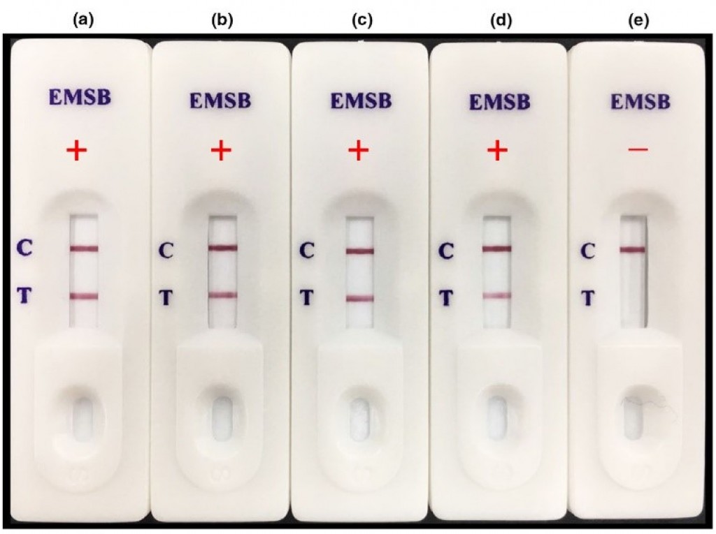 ชุดตรวจ EMSB ที่จำเพาะต่อแบคทีเรีย Vibrio parahaemolyticus ที่ทำให้เกิดโรคตายด่วน (EMS/AHPND) ในกุ้ง  ทดสอบกับตัวอย่างแบคทีเรีย 5 สายพันธุ์ (a) CN‐VPAHPND (จีน), (b) XN89‐VPAHPND (เวียดนาม), (c) SE‐B2‐VPAHPND (มาเลเซีย), (d) 3HP‐VPAHPND (ไทย) และ (e) SB‐VPNon‐AHPND ;  T = Test line; C = Control line;  + = ผลบวก;  - = ผลลบ